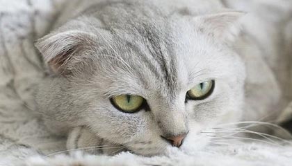 开云体育：以热爱驱动的全新体育生活方式